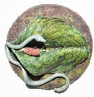 Ceramic wall sculpture of snake with Arum leaf and Jack in the pulpit seed pod